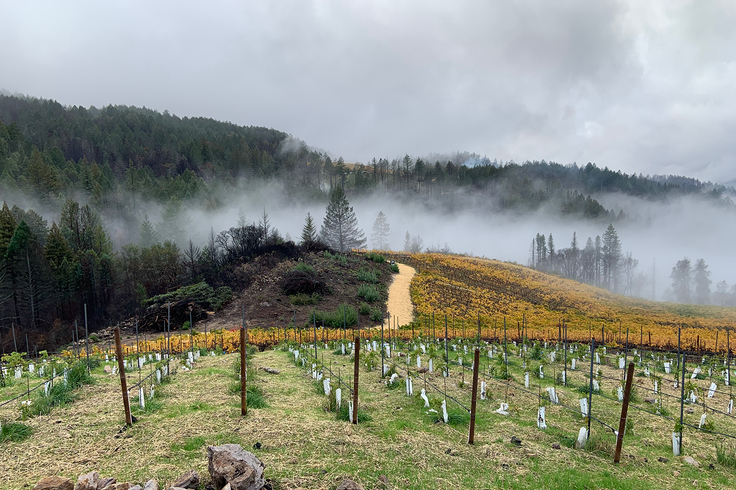 Andrew Geoffrey Vineyards